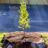 Heartfelt Determination – Trinity Center for Spiritual Living