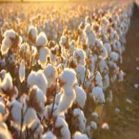 High In the Energy of Cotton! – Trinity Center for Spiritual Living