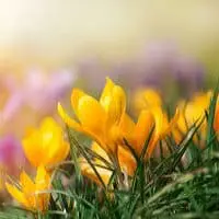 From Hosanna to Hallelujah – Trinity Center for Spiritual Living